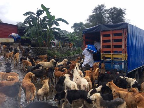 Три тонны собачьей еды доставлены в святилище
