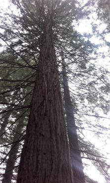 Несмотря на молодость, некоторые деревья достигают высоты 40 м