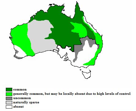 Карта распространения популяции динго в Австралии; чёрная линия – Забор Динго