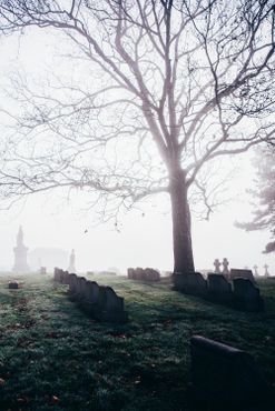 Туманное утро на кладбище Хоумвуд