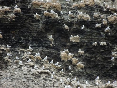 Моевки, сидящие на стенах каньона