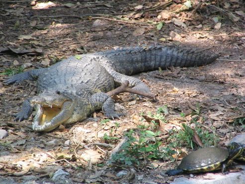 Центральноамериканский крокодил рядом с черепахой