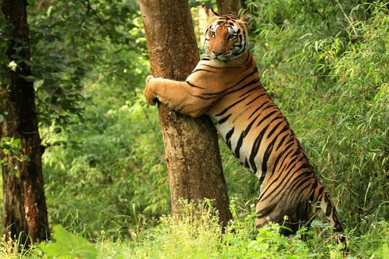 Тигр в Канха заповедника тигров