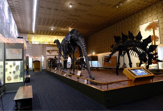 Бронтозавр и стегозавр из Колорадо в музее Пибоди