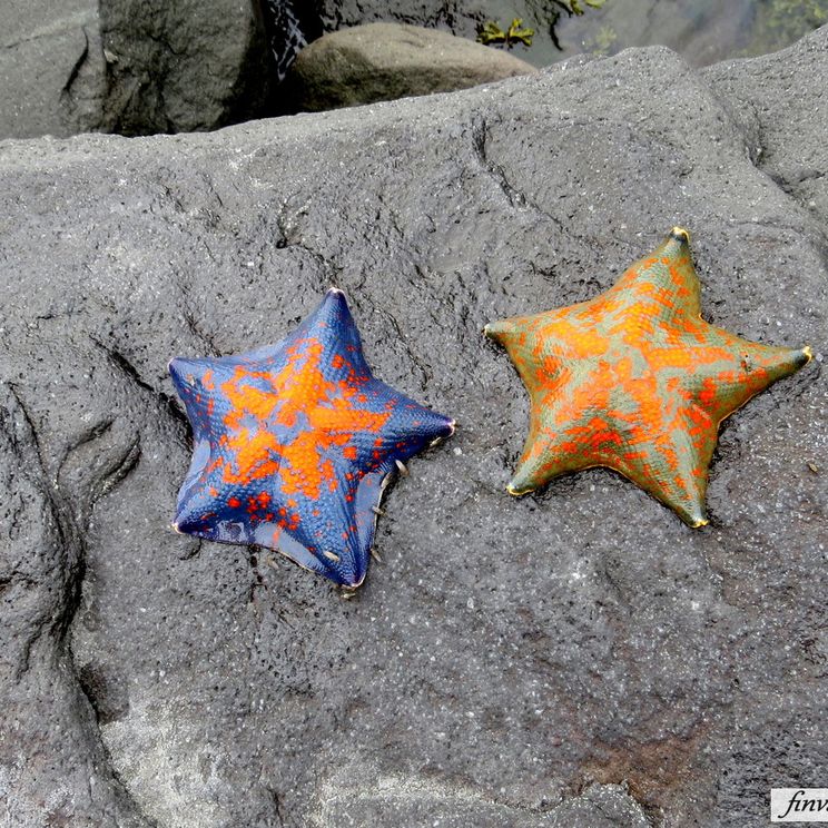 Шале, Палатки