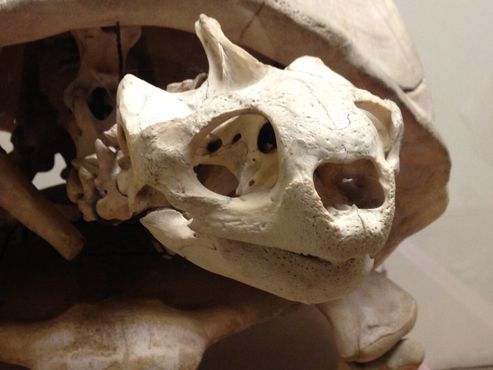 Скелет галапагосской черепахи в Музее естественной истории округа Лос-Анджелес