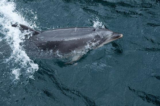 Дельфин в бухте Милфорд