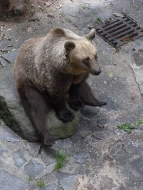 Медведь сидит как человек во рву замка Чески-Крумлов