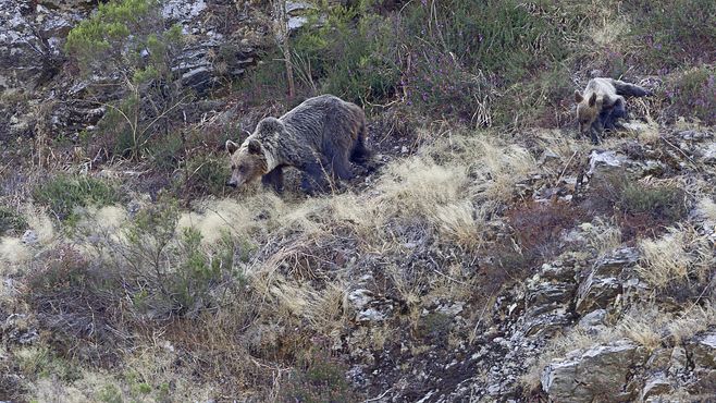 Бурые медведи сохранились на севере Испании