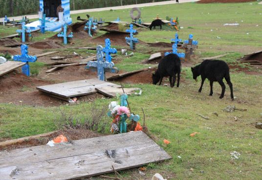 Местные жители пасут на кладбище скот