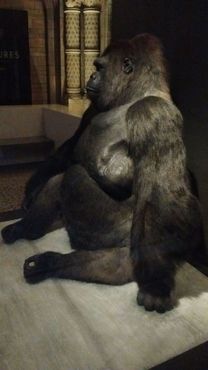 Чучело гориллы Гая в Музее естественной истории