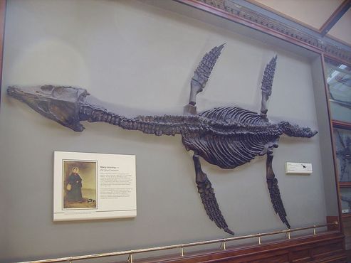 Окаменевшие останки плезиозавра, найденные Мэри Эннинг