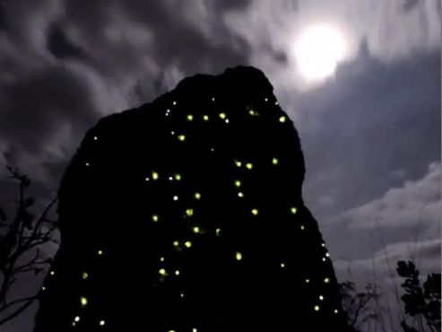 Термитник ночью