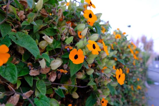 Общественный сад Большого Папочки