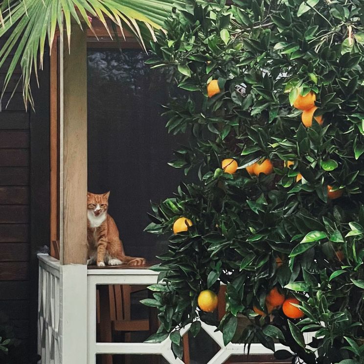 Гостевые домики, Бунгало