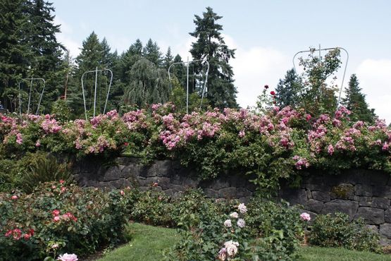 Международный сад изучения роз