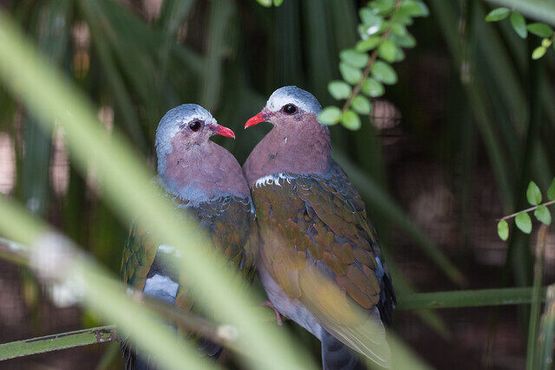 Пара изумрудных голубей из Индии и Юго-Восточной Азии