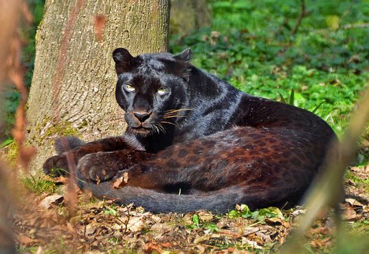 Чёрная пантера (азиатский чёрный леопард) 
