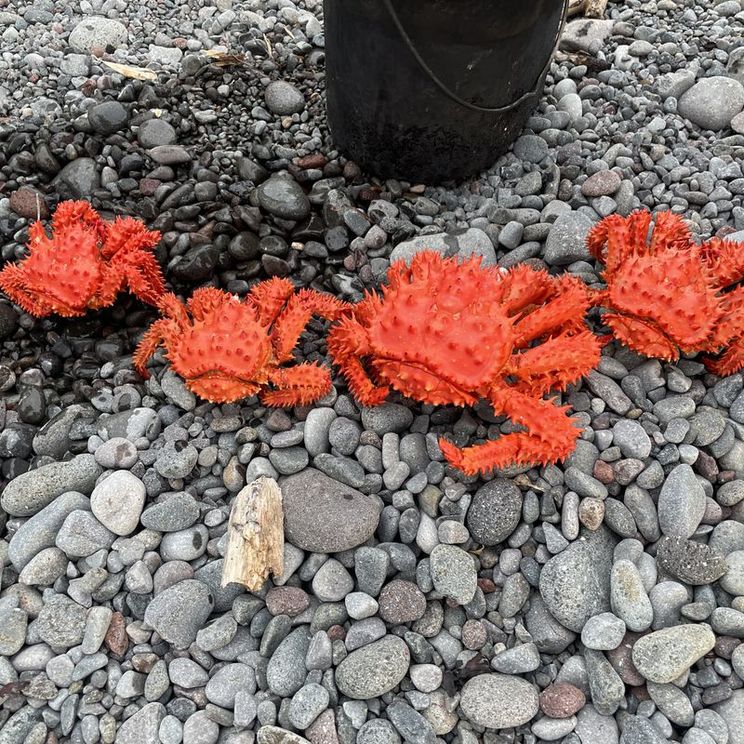 Шале, Палатки