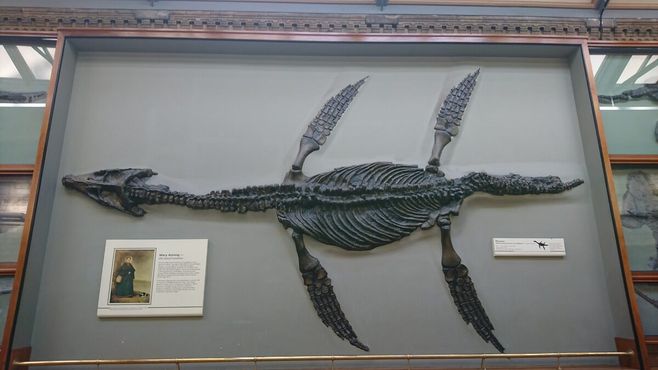 Плезиозавр Мэри Эннинг