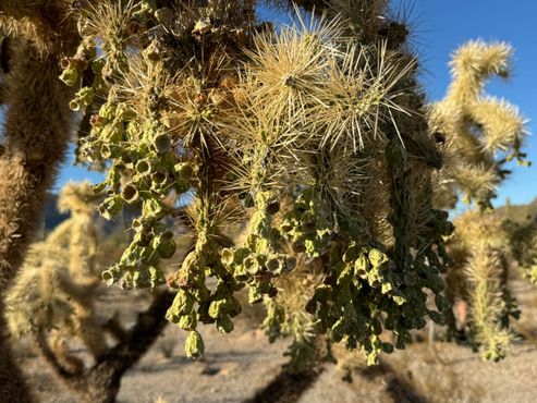 Эль-Камино-дель-Диабло