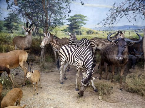 Одна из музейных диорам животных в естественной среде обитания