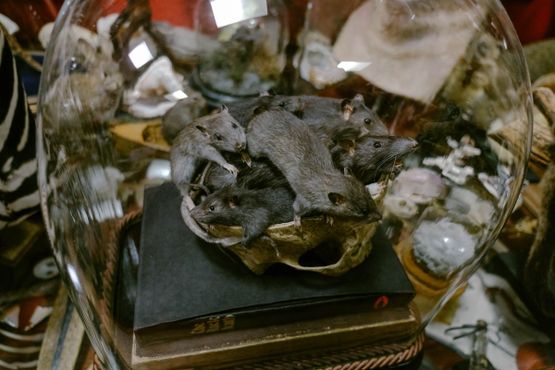 Кабинет редкостей Крэнфилда