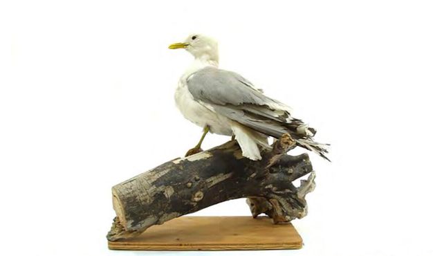 Библиотека ресурсов и информационных услуг Аляски