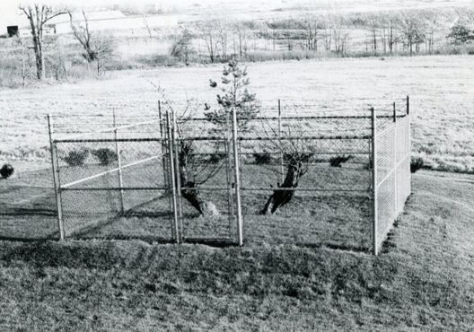 Грушевое дерево в 1969 году