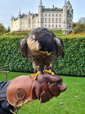 Замок Данробин