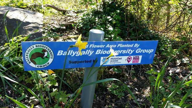 Аллея Нарциссов