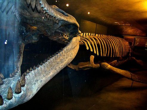 Единственный в мире скелет кронозавра