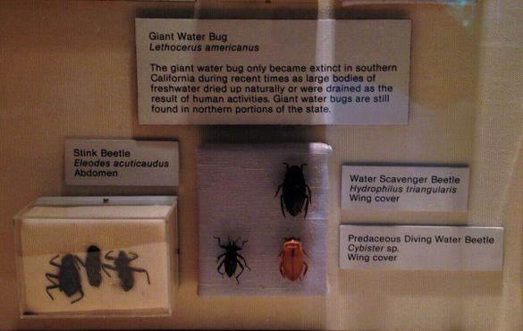 Окаменелости жуков и некоторые другие беспозвоночные из смоляных озёр Ла-Брея