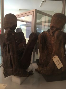 Скелеты в коллекции университета Комплутенсе