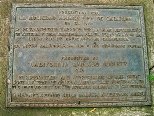 Мемориальная доска была представлена Калифорнийским обществом авокадо в 1946 году