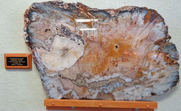 Окаменелое дерево