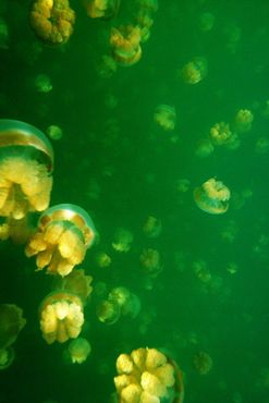 Медузы в озере