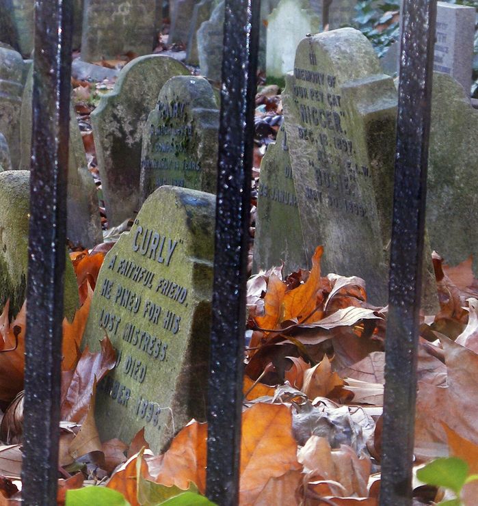 Кладбище домашних животных фото могил
