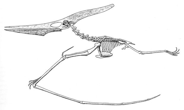Реконструкция птеранодона, рода птерозавра, открытого палеонтологом Джорджем Ф. Итоном в 1910 году
