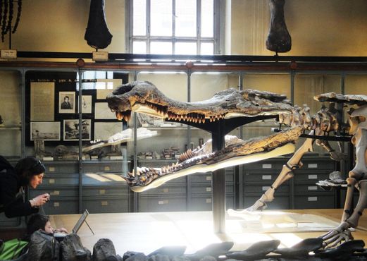 Галерея сравнительной анатомии и палеонтологии