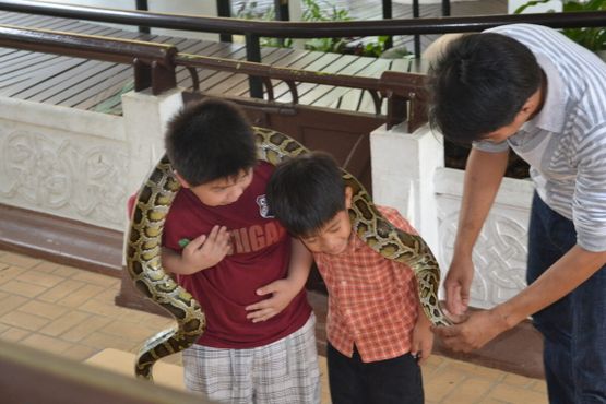 Молодые посетители подходят для близкого контакта со змеей