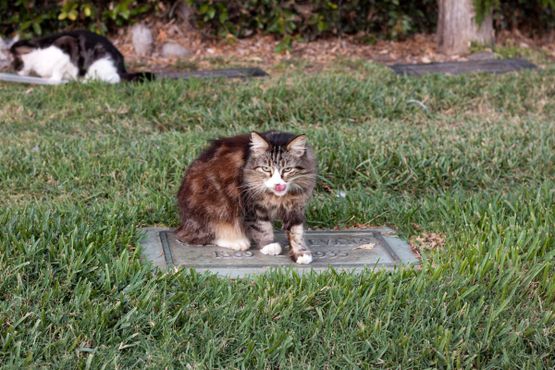 Кот на надгробии