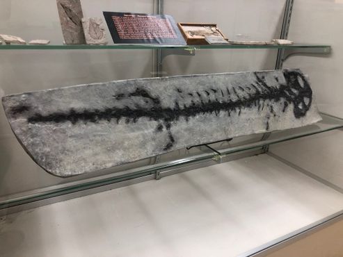 Слепок окаменелости вымершей гигантской саламандры Andrias scheuchzeri