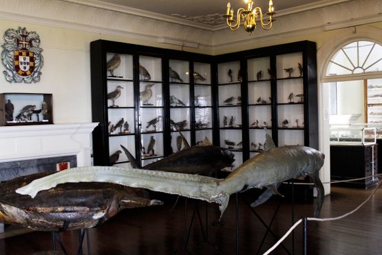 Чучела птиц и рыб в Музее естественной истории