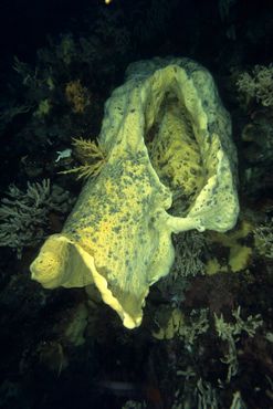 Вулканическая губка. Anoxycalyx joubini с Антарктического полуострова     