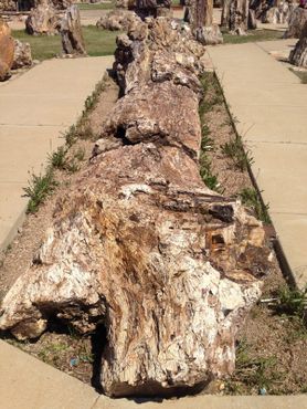 Парк окаменелых деревьев