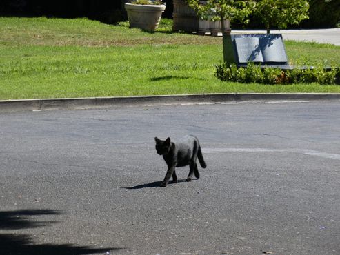 Кот переходит дорогу