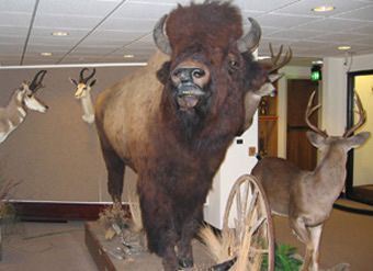 Чучело бизона