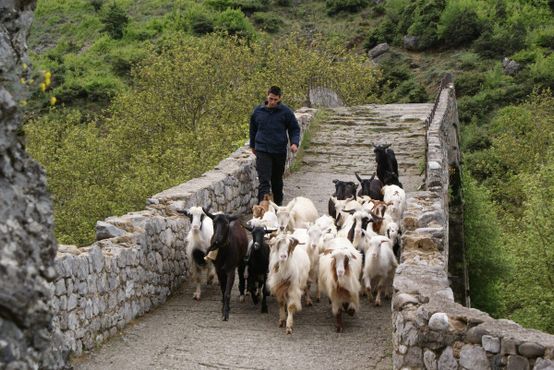 Местный фермер переводит через мост своих коз