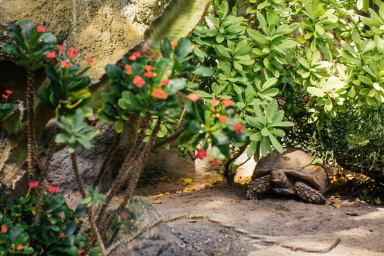 Гигантская черепаха в Утопленном саду